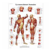 Tablero anatómico - Musculatura - Anatomía y patología - 3B Scientific