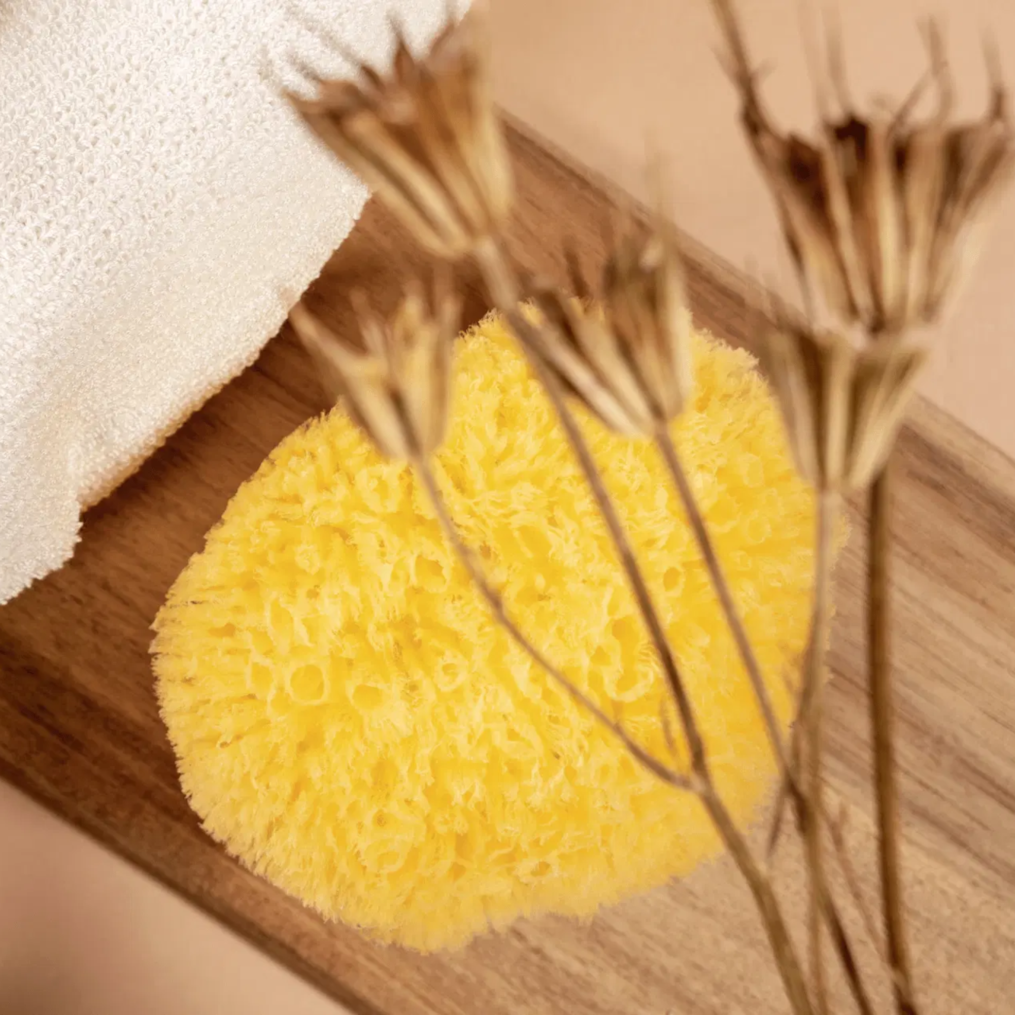 Eponge naturelle - Peclavus